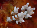 Eubranchus inabai