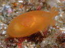 Berthellina citrina