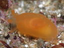 Berthellina citrina