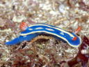 Hypselodoris festiva