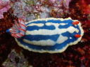 Hypselodoris festiva