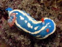 Hypselodoris festiva