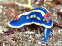 Hypselodoris festiva