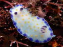 Goniobranchus aureopurpurea