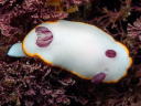 Goniobranchus sinensis