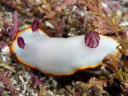 Goniobranchus sinensis