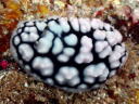 Phyllidiella pustulosa