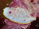 Goniobranchus tinctoria