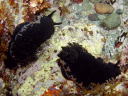 Dendrodoris fumata