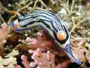 Hypselodoris maritima