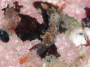 Polycera fujitai