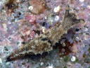 Polycera sp. 4