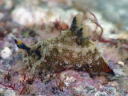 Polycera sp. 4