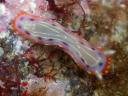 Goniobranchus decora