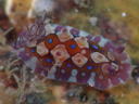 Dendrodoris denisoni