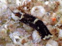 Chelidonura fulvipunctata