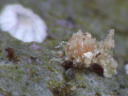 Gastropteron sp. 2