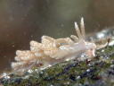 Spurilla chromosoma