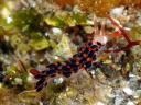 Facelina bilineata