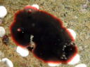 Dendrodoris fumata