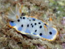 Hypselodoris placida