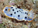 Hypselodoris placida