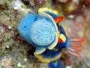 Hypselodoris festiva