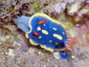 Hypselodoris festiva