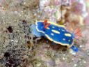 Hypselodoris festiva