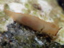 Gymnodoris citrina