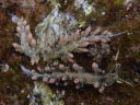 Herviella affinis