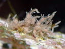 Eubranchus virginalis