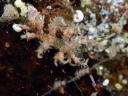 Eubranchus virginalis