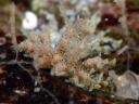 Eubranchus virginalis