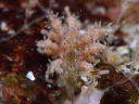 Eubranchus virginalis