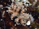 Eubranchus virginalis