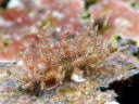 Eubranchus virginalis