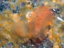 Dendrodoris fumata