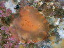 Dendrodoris fumata