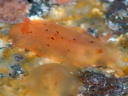 Dendrodoris fumata