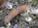 Gymnodoris alba