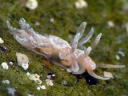 Spurilla chromosoma