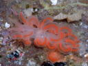 Phyllodesmium serratum