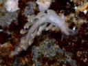 Embletonia gracilis