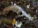 Embletonia gracilis