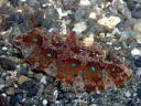 Dendrodoris denisoni