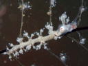 Eubranchus sp. 3