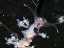 Eubranchus sp. 3