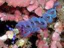 Pteraeolidia ianthina