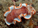 Glossodoris rufomarginata